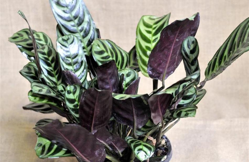 'Asplenium bulbiferum'