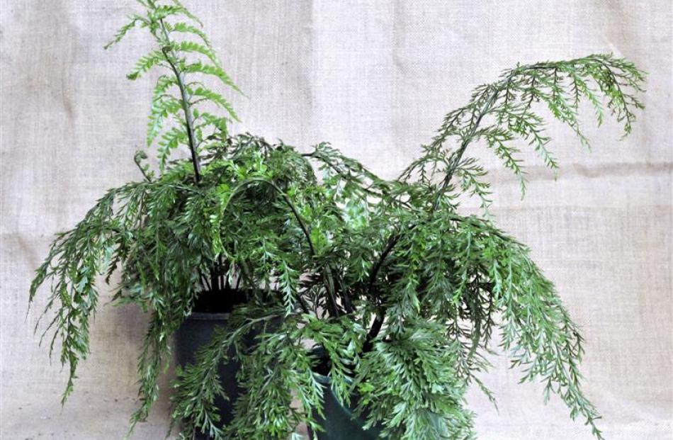 'Calathea stromata'