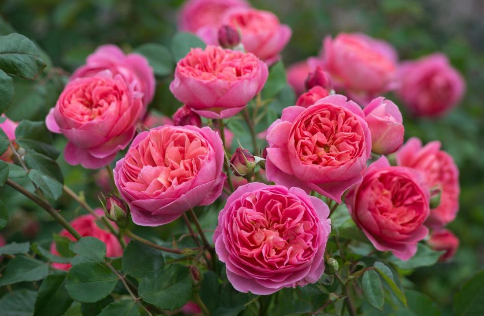 Boscobel, which is to be released this year. Photo: David Austin Roses.