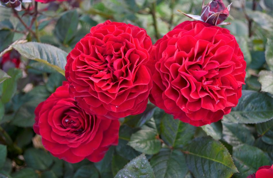 This rose, Hayward College, is being released to mark the residential college’s 25th anniversary....
