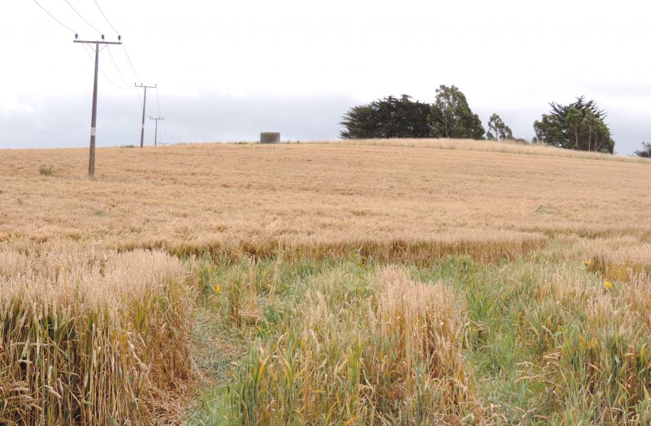 This wheat paddock near Oamaru is maturing slowly in cloudy conditions. Photo by Sally Brooker.