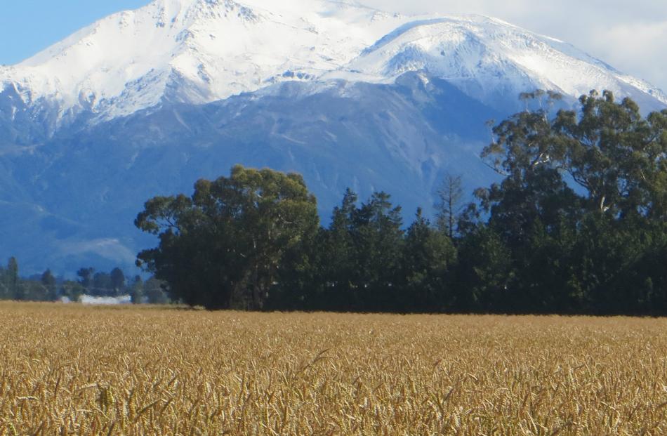 Unsettled, unseasonable weather is not helping grain crops ripen in Mid Canterbury either. Snow fell on the tops above the foothills of Mid Canterbury, the grain bowl of New Zealand, recently. Photo by John Keast.