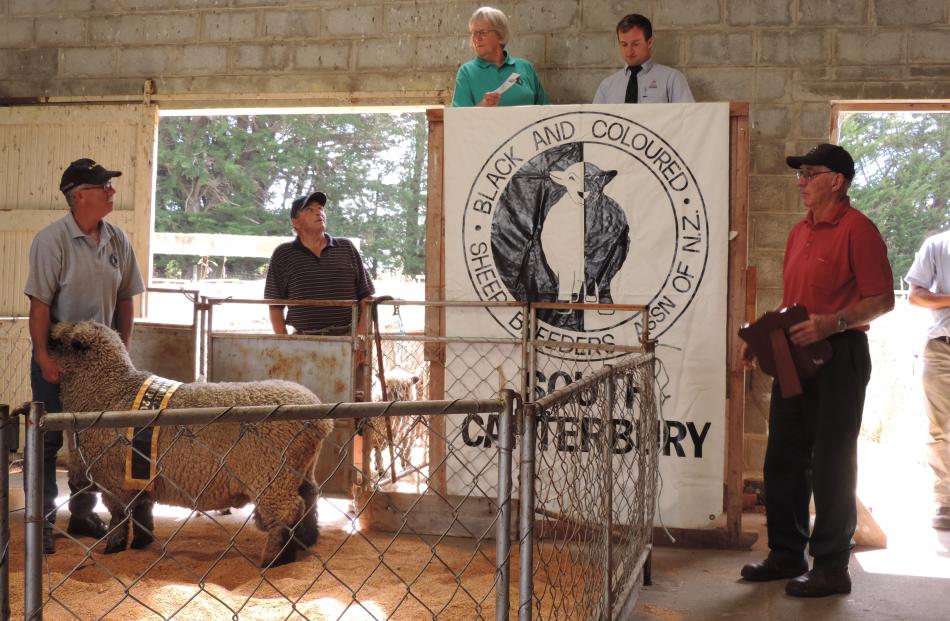 Black and Coloured Sheep Breeders’ Association of New Zealand president Phillippa Sanders congratulates Ashburton breeder David Thompson (far right) for winning the Champion Animal of the Show trophy with this registered Romney ram. Held by Stuart Albrey,