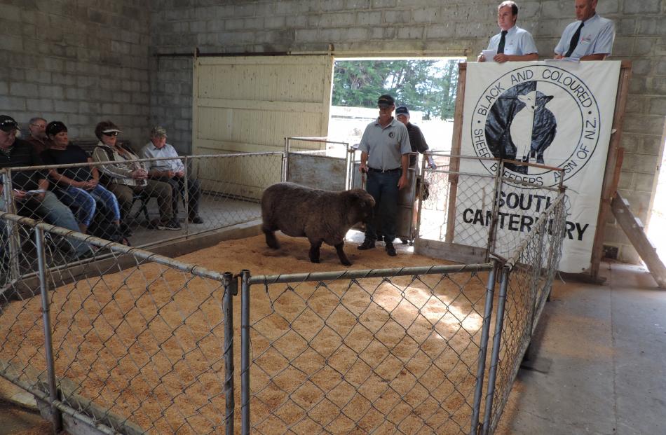 A coloured sheep walks around the sale ring at the Waimate Showgrounds, guided by Stuart Albrey, with David Howden on the gate, as auctioneers Madison Taylor (left) and Lindsay Holland seek bids. Photos by Sally Brooker.