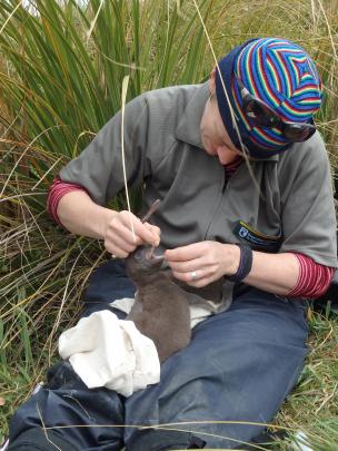 Department of Conservation veterinarian Kate McInnes checks for lesions and gives probiotic...