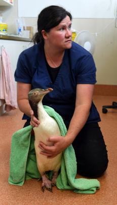 Wildlife veterinarian Dr Lisa Argilla says caring for unwell penguins is physical and demanding...