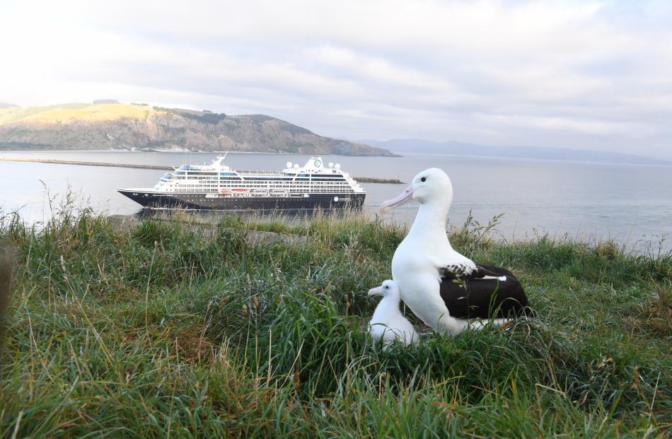 An albatross and its chick watch as the cruise ship Azamara Journey enters the Otago Harbour for the first time yesterday. Photo by Stephen Jaquiery.