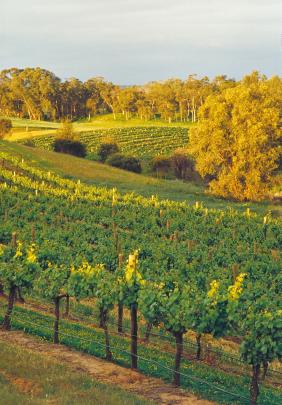 Vineyards at Swan Valley, near Perth, in Western Australia.