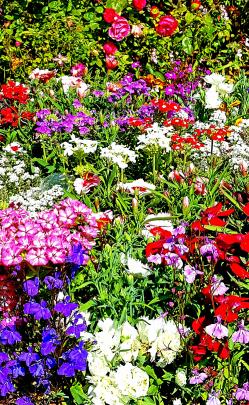 Peter Manning's flower garden at Ravensbourne is a feast of colour.