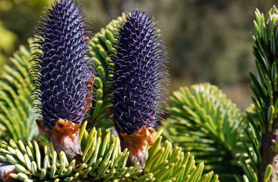 Brian Tidmarsh, from ``Glenmorangie'', Glenleith, says these beautiful sloe-black cones on the...