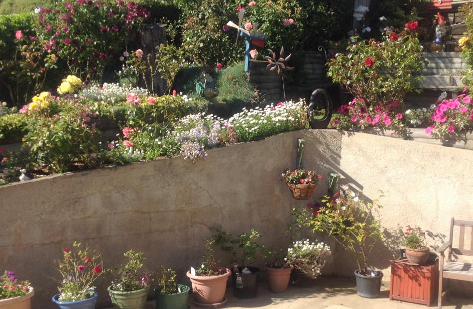 Roses are a feature of Fin and Carol Torrance's back garden in Main South Rd, Green Island.