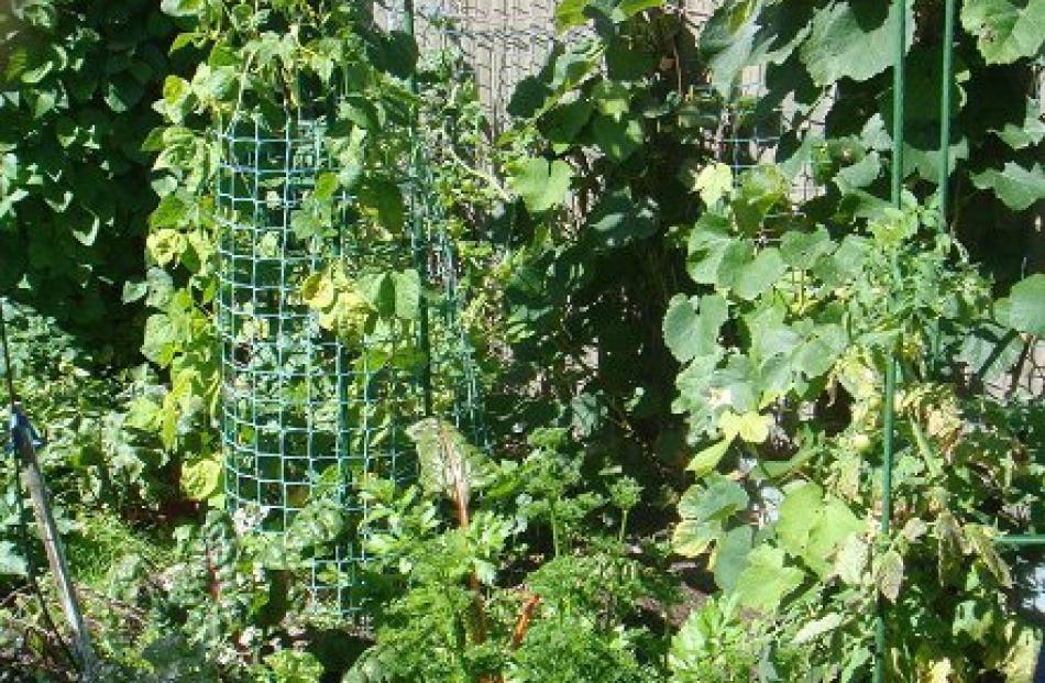 Ralph Austin, of South Dunedin, says his vege plot is only 3.5m x 1.3m, but you can grow a lot in...