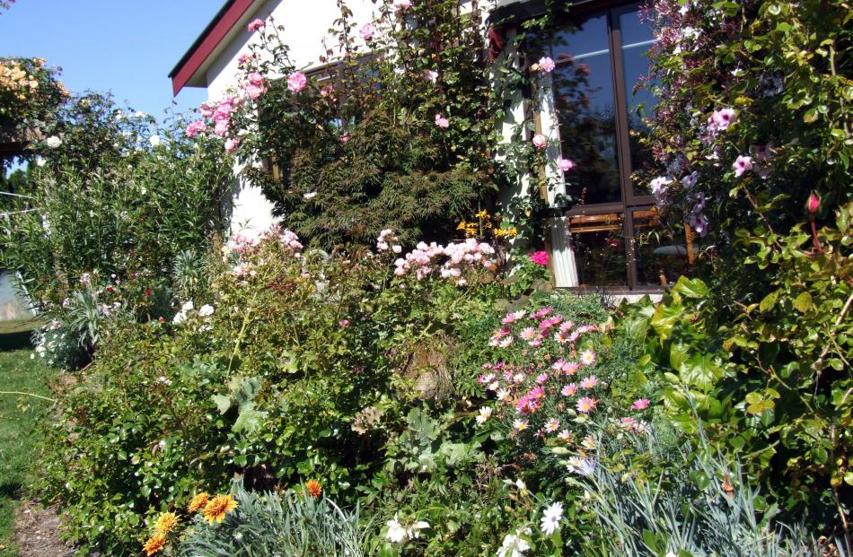 Lesley and Bill McIntosh's large flower garden at their Thames Highway, Oamaru, property, which...