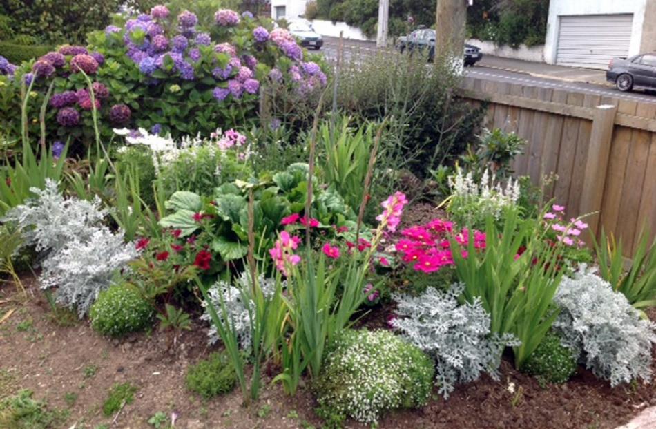 Faye Bretherton is happy with the first season flowering in her Wakari garden after conifers were...