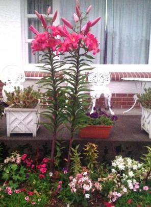 A lily ‘‘more than 5 feet high’’ is complemented by nicotiana and dianthus in Gaylene Holland’s garden in Balfour, Southland. Photos supplied.