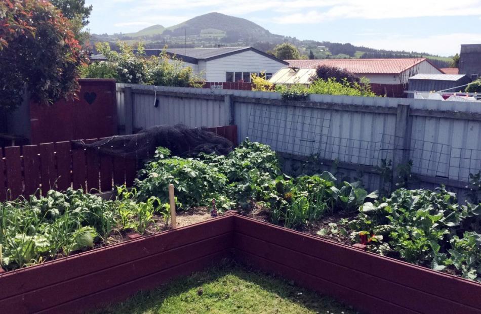 Natalie Mahan's small but colourful garden in Oamaru, viewed from her deck.