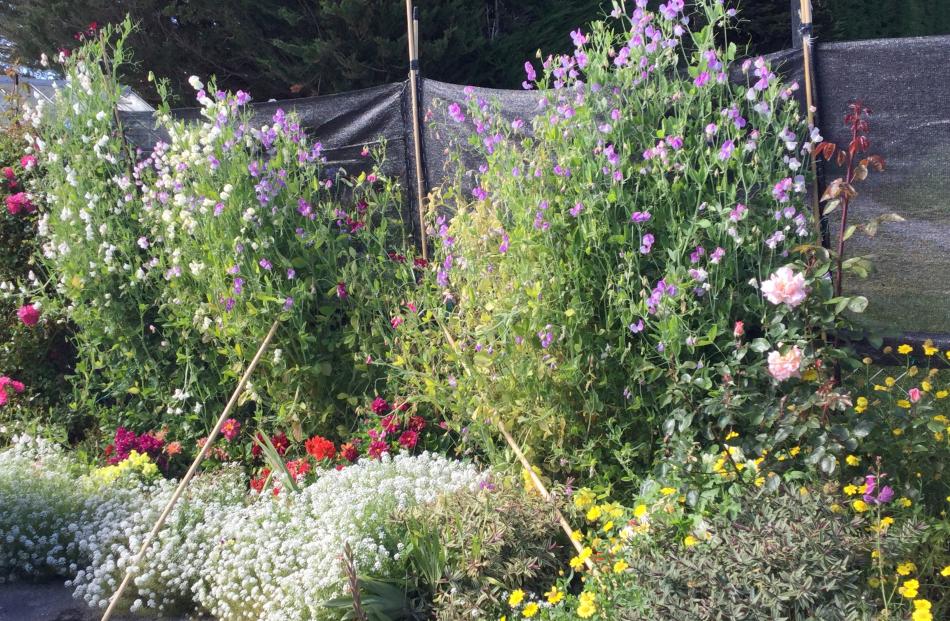 On a hill near Balclutha, Diane Bennett’s garden is exposed to the gales after shelter belt trees were removed. But these sweet peas survived, even if the first plantings did not, proving persistence pays off.