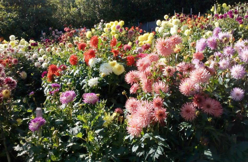 A selection of some of of the 300 dahlias grown by Mark Penty in Fairfield - photo taken in...