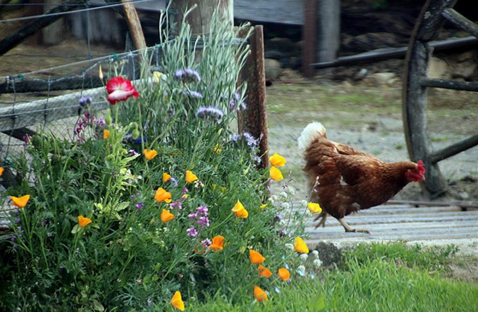 One of Lorraine Miller’s chooks (dubbed Lady Gaga) stepped into shot just as Lorraine was taking...