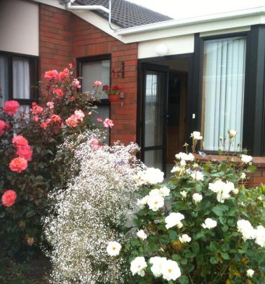 Roses and gypsophila feature in Sharron Mayfield’s garden in Mosgiel. The pink rose is ‘‘Paddy...