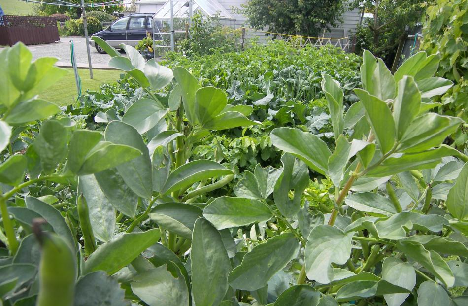 Terry Hannan’s vegetable garden in Weston in December.