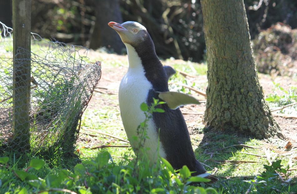 After four weeks of fasting, the yellow-eyed penguins, which barely move, are now svelte and...