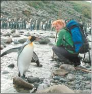 Royal subject: A king penguin on Marion Island leaves its colony to check out Ceridwen Fraser.