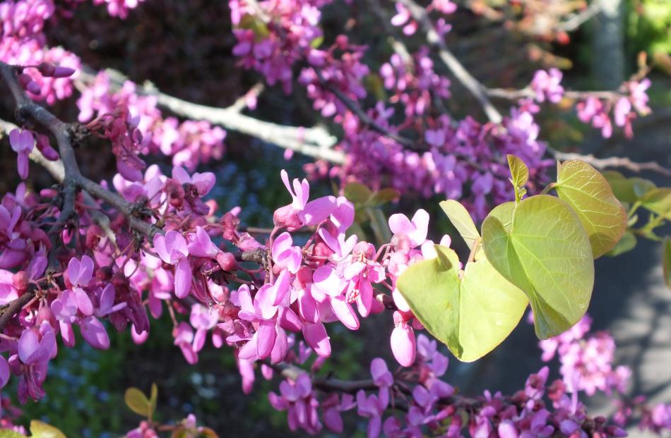Forest pansy (Cercis canadensis) is a small tree with flashy pink flowers.