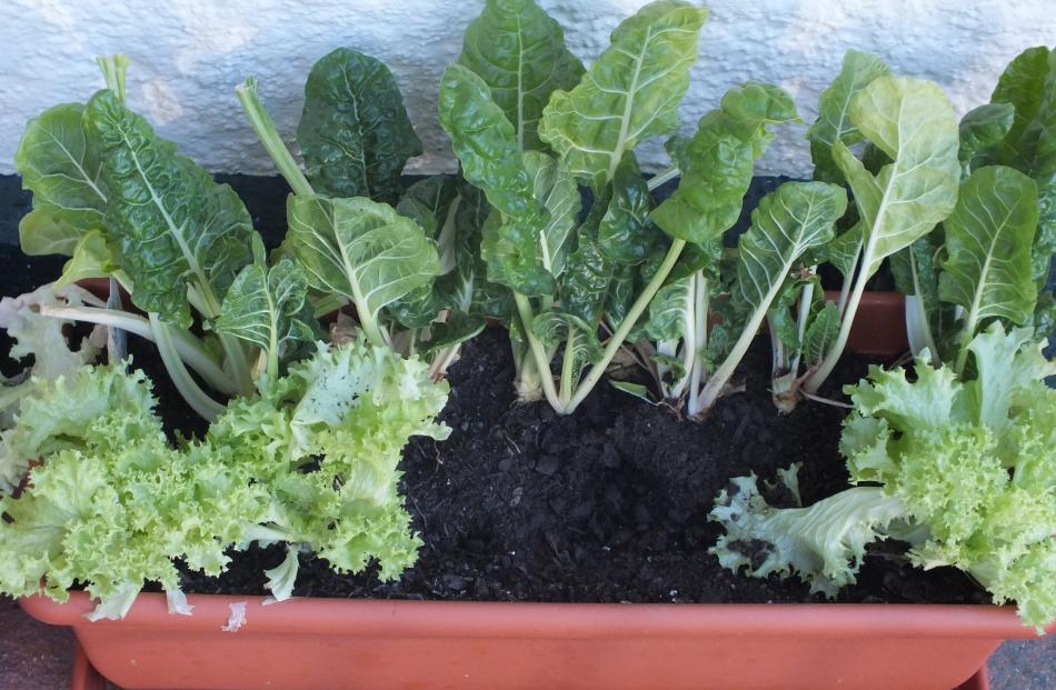 Pots and troughs are used to grow vegetables and flowers.