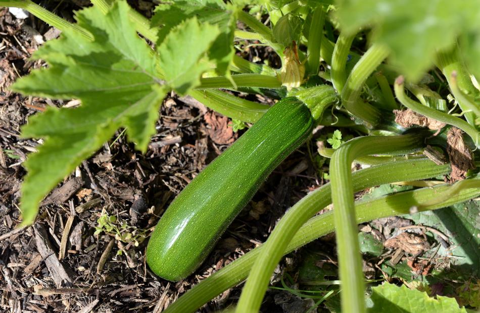 Zucchini is on the menu for the garden cook-ups.