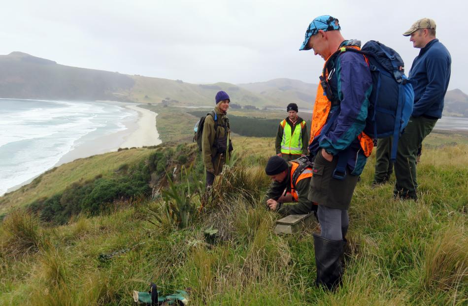 New Zealand Deerstalkers' Association Otago branch members check traps on Otago Peninsula on Saturday.