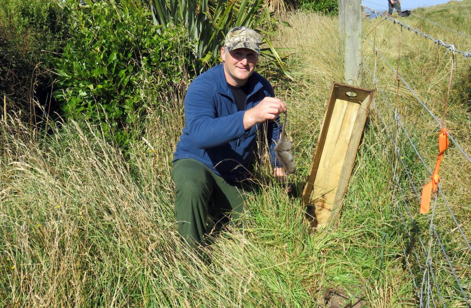 Glen Greaves clears a rat from a trap on Otago Peninsula on Saturday. Photos supplied.