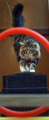 Simara the Maine Coon cat attempts the agility course at the Southern Cross All Breeds Cat Club Championship Show at Green Island Civic Hall yesterday. He was one of about 40 cats in the competition. Photos by Peter McIntosh.