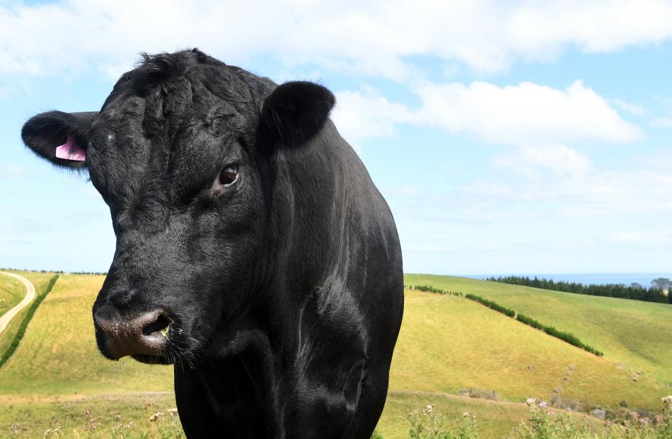 A bull eyes up a farm visitor.