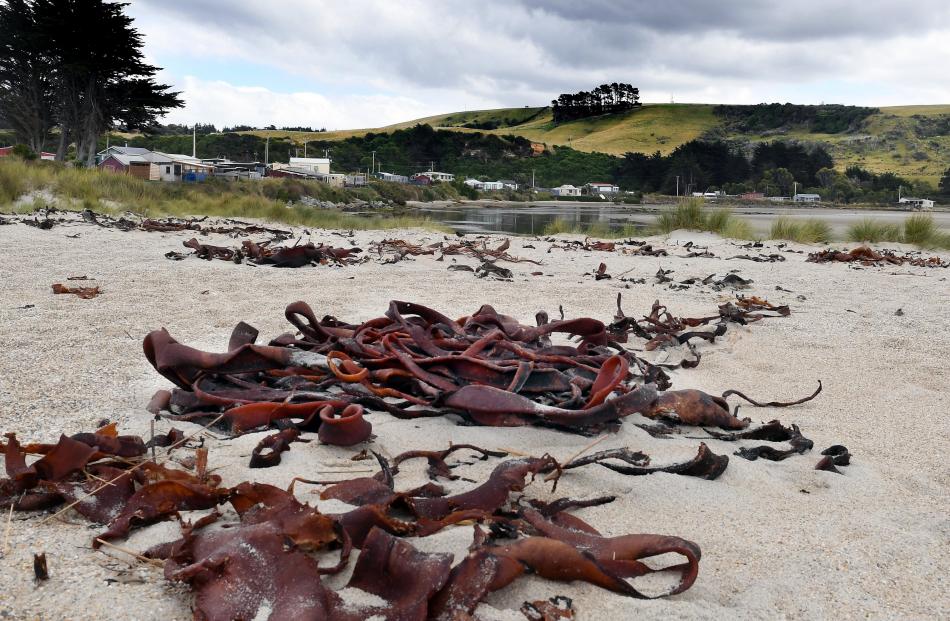 Farm visitors are advised to watch out for sea lions and seals before they walk the beach.