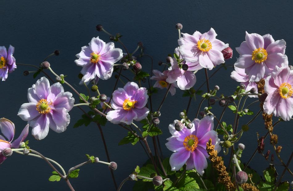 Flowers at the house.