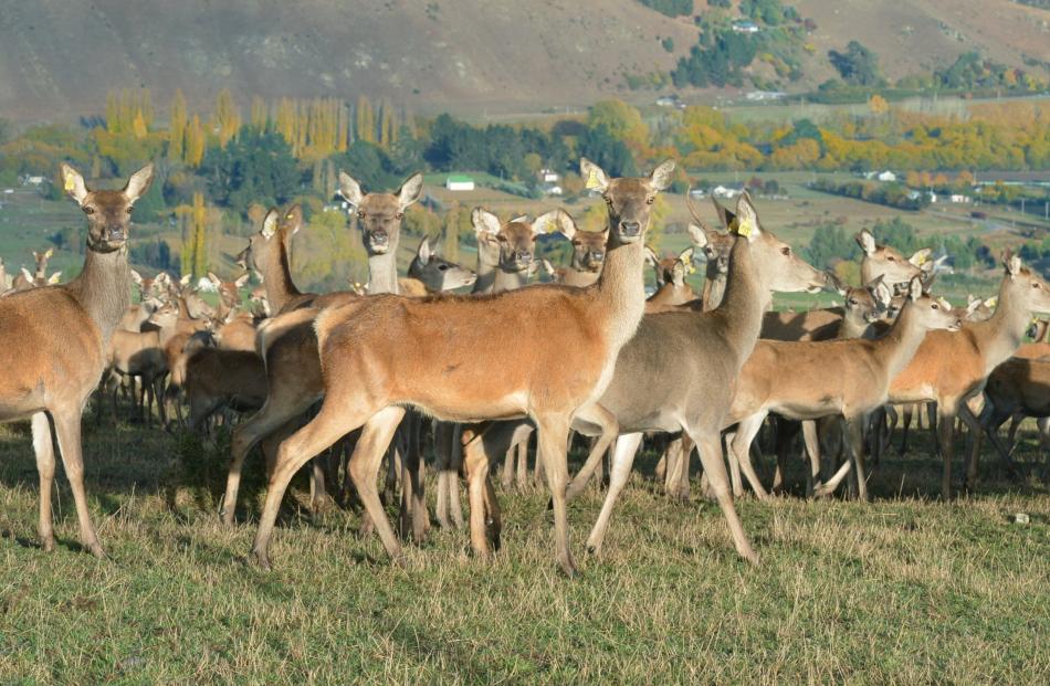 The number of deer farmers has declined but most of those still involved are expanding. Photo by Stephen Jaquiery.