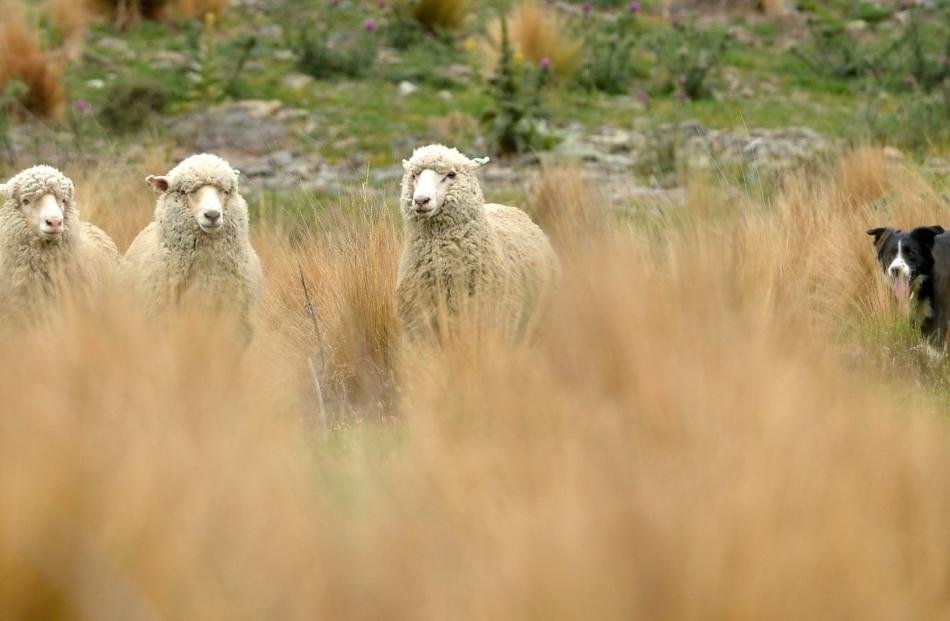 Hundreds of dogs will converge on Warepa in May for the South Island sheep dog trial championships. Photos from ODT files.