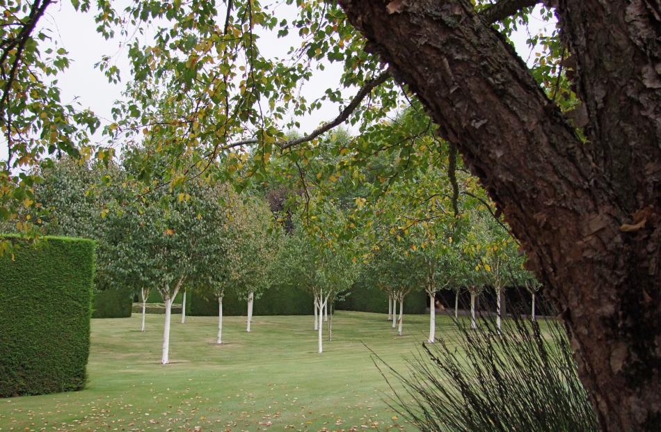 In Alan Trott’s Ashburton garden, white trunks of ‘Silver Shadow’, a Himalayan birch (Betula...