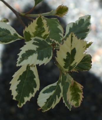‘Shiloh Splash’ is a dramatic river birch variety that will tolerate moist soil. 