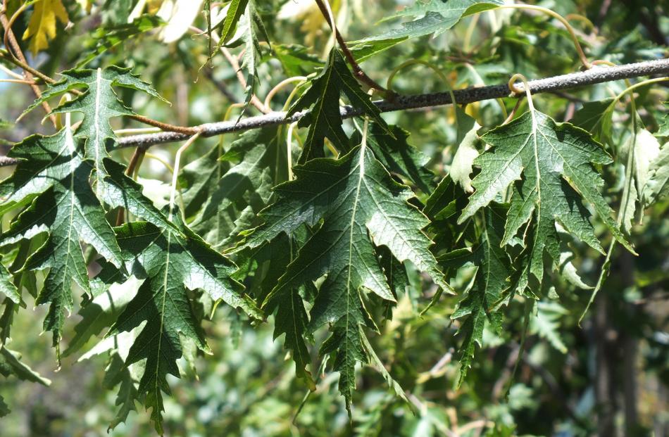 Swedish or cut-leaf birch (Betula pendula ‘Laciniata’) has deeply indented leaves.