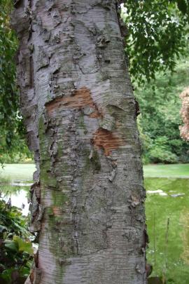 Betula x fetisowii is a smaller Chinese hybrid, whose peeling bark reveals warm cinnamon colour.