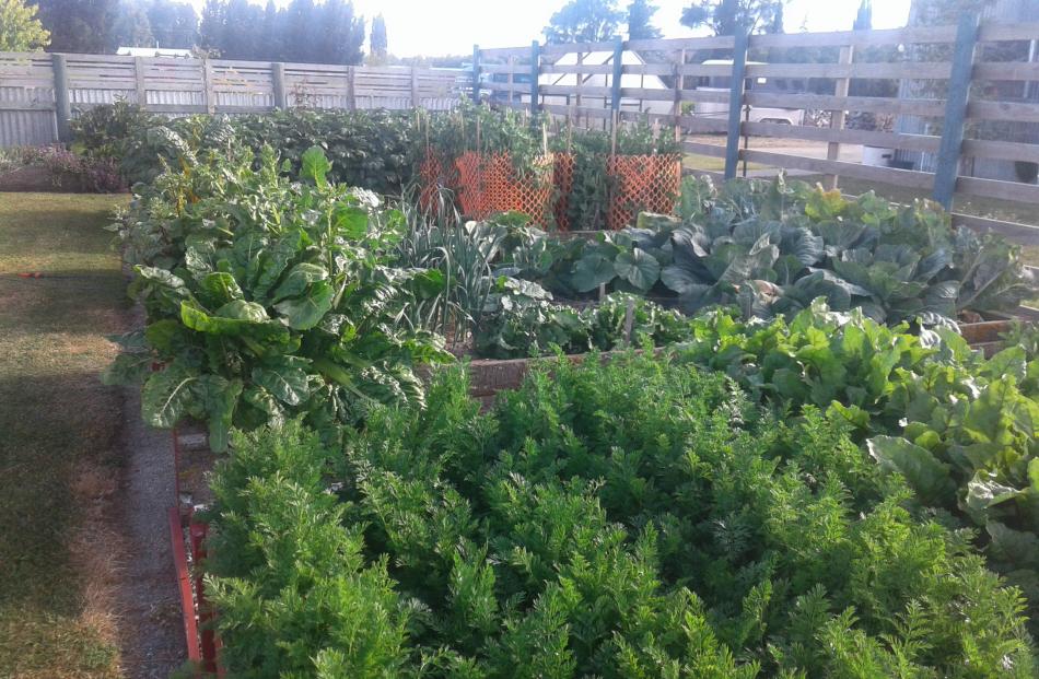 Colleen Smillie, Ranfurly. Photo: supplied 