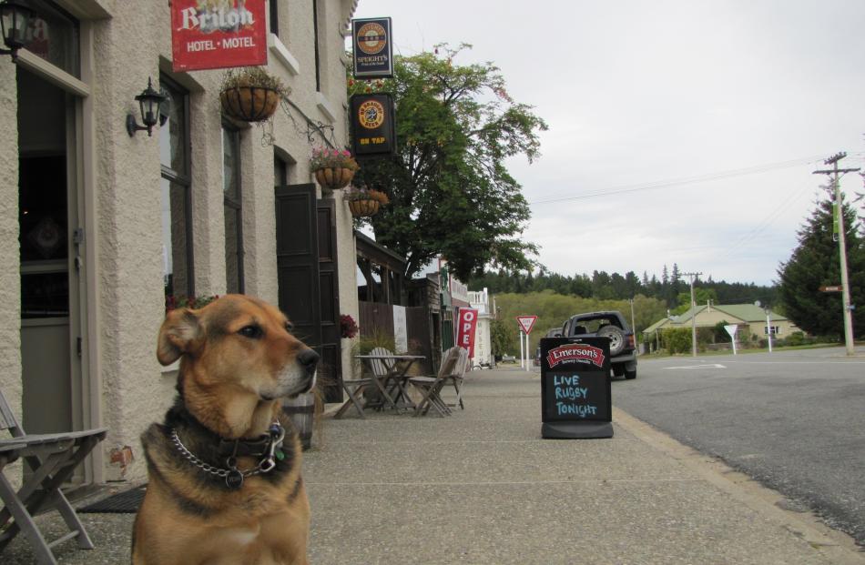 Jessica the huntaway waits outside the Ancient Briton to take her next group of visitors around...