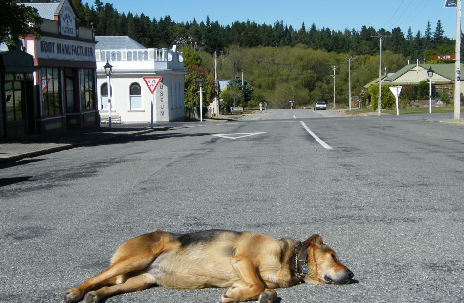 The much-loved canine has become an institution,  escorting visitors through the town and its...