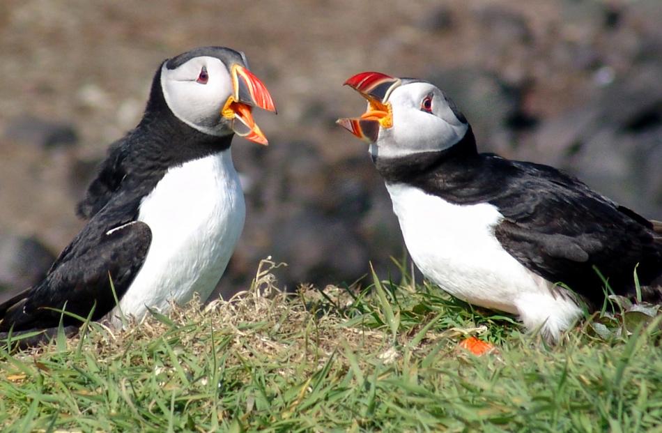 Two male puffins PHOTO: STEVE DEGER 