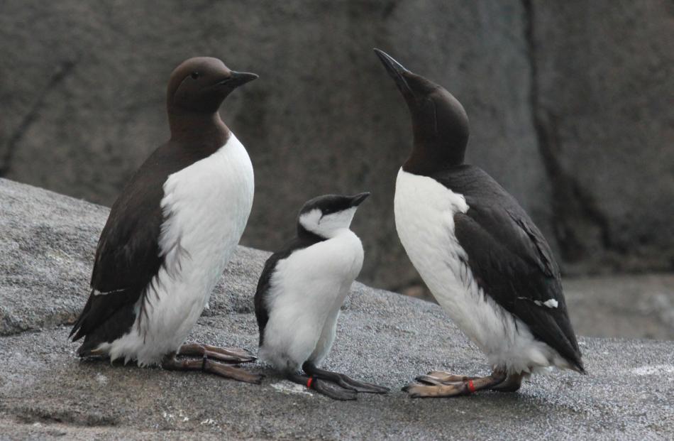 Common guillemot. PHOTO: DICK DANIELS