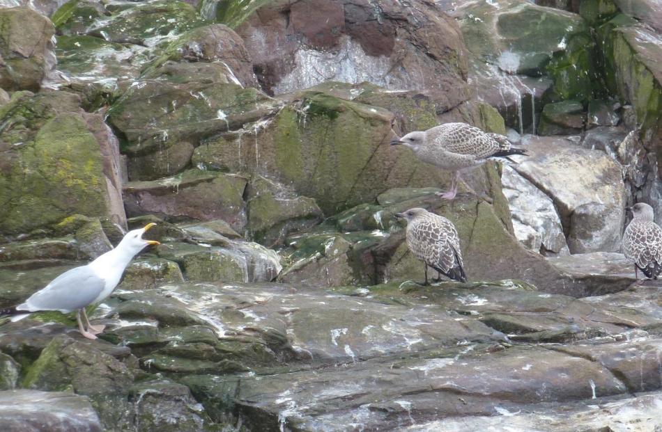 A herring gull raises its voice at some chicks. PHOTO: NEVILLE PEAT