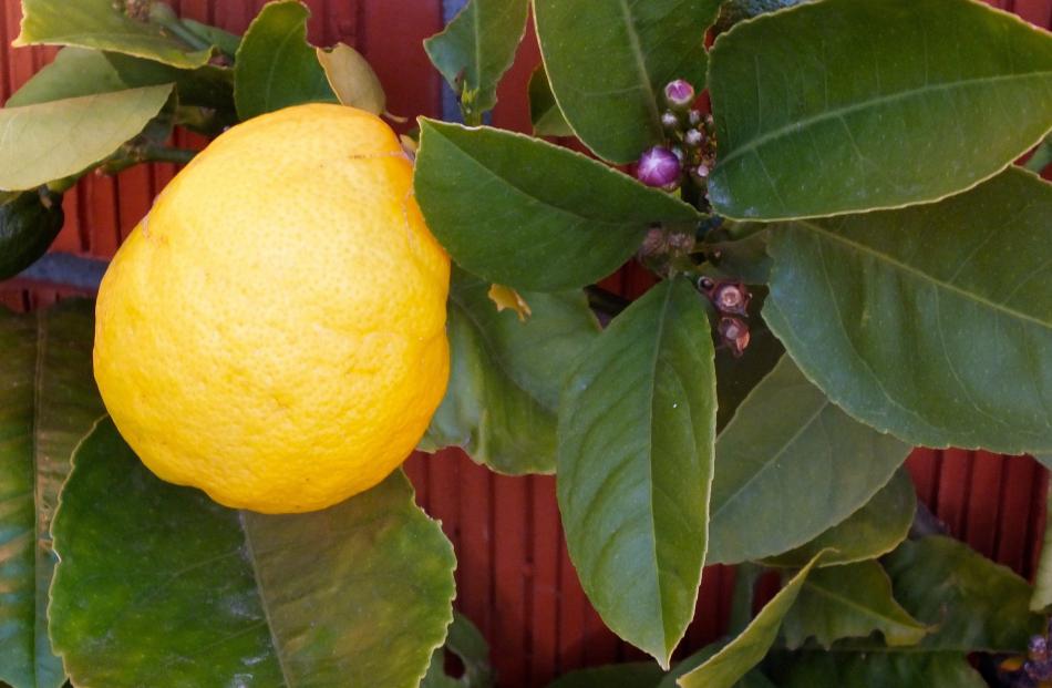 A productive lemon tree in Zita Menzies’ St Kilda garden.