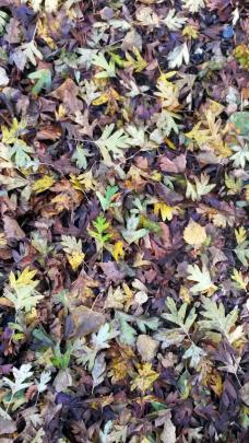 "At this time of year the hawthorn and the birch cover our garden paths with a thick carpet of autumn colours," writes Sylvia Clarkson of Careys Bay.